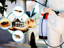 Pest Control Services